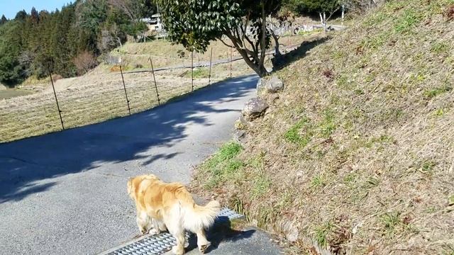 蝋梅と嬉しそうに遊ぶGolden Retrieve смотреть онлайн