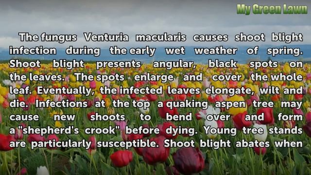 Diseases of the Quaking Aspen Tree смотреть онлайн