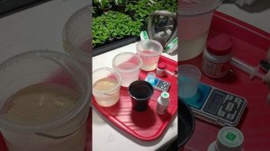 Профилактика лучше спасения. Баковая смесь для опрыскивания петунии