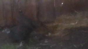 САМКА РУМЫНСКОГО ФАЗАНА 3, 5 ГОДА И МОЛОДОЙ САМЕЦ РУМЫНСКОГО ФАЗАНА 4 МЕСЯЦА