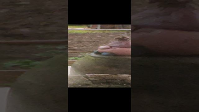 Выходные на даче 2024