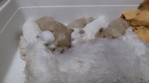 Микро мальтипу f1 ( тикап).