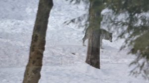 Вся деревня была в слезах, когда увидела, что сделал волк с мужчиной!