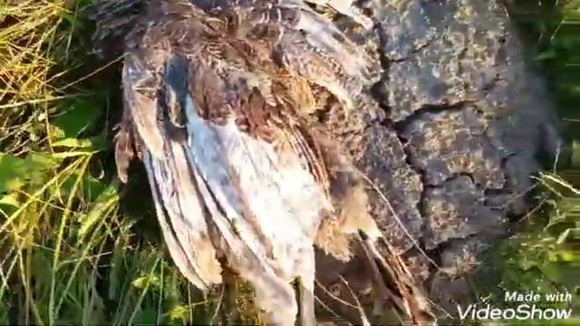 a Turkey Fell Prey to a Hawk. Incredible! смотреть онлайн