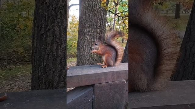 Белочка из парка "50 лет октября" #белка #squirrel #animals #белочка #бельчонок #животные #милота