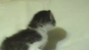 Маленький котенок познает мир