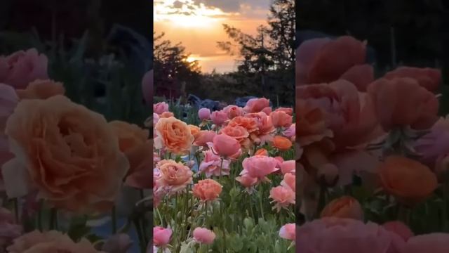 Поле цветов 🌺

#поле #цветы #природакрасота