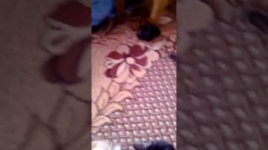 Натовская форма штанишки