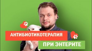 Антибиотикотерапия при парвовирусном энтерите