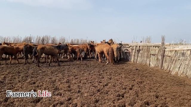 Борсықтың үйірін бағындыруы | Результат в конце | Характер Мугалжарской породы | Мұғалжар айғыр