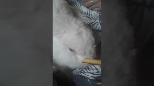 ASMR кто нибудь 😁дома?