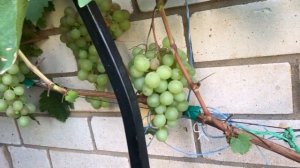 Виноград Русвен