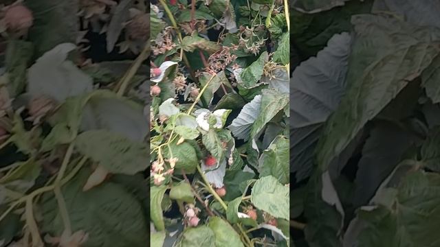Избавляюсь от ремонтантной малины, надоело выбрасывать подмороженный урожай