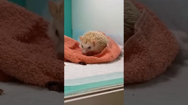 обед у ежика🦔