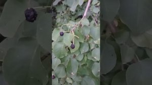 Папин пістолет в кармане шуба плащ и сапоги вот все мои наследство я принцеса із тайги.