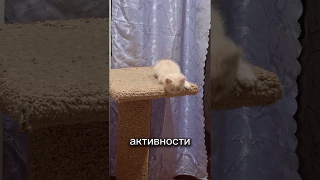 Приступы активности