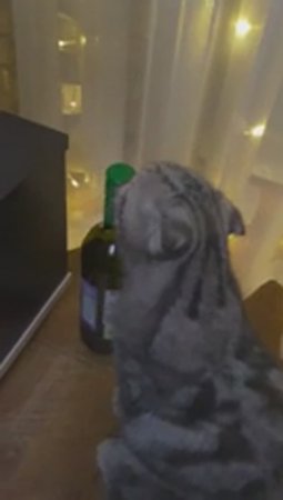Коты алкаши. Cats are drunks. крутые коты за рулем. cool cats driving
