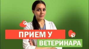 Прием у ветеринара гастроэнтеролога эндокринолога