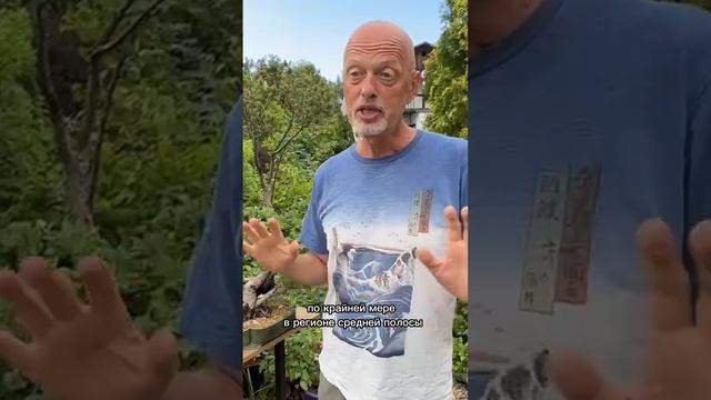 Какие условия необходимо создать для бонсай?