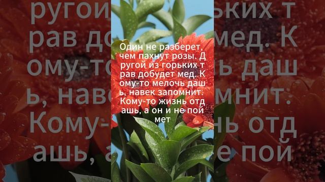 Чем пахнут розы