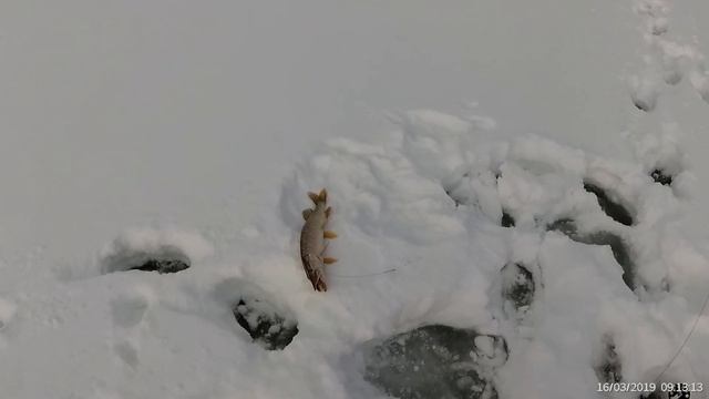 Рыбалка на жерлицы 16-17 марта 2019 года.