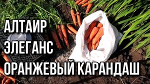 Алтаир, Элеганс и Оранжевый карандаш. Урожай моркови 2024.