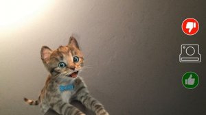 ПРИКЛЮЧЕНИЕ МАЛЕНЬКОГО КОТЕНКА - Кормлю кота #ПУРУМЧАТА
