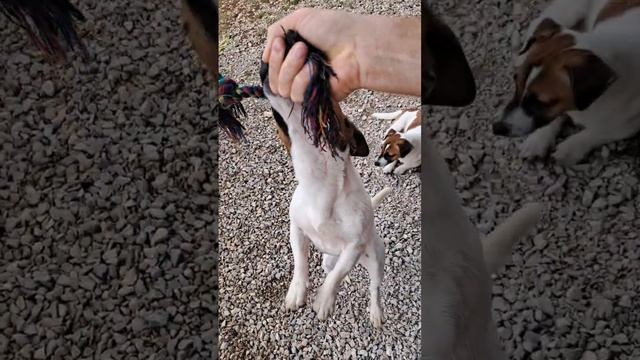 Джой засыпает смотреть онлайн