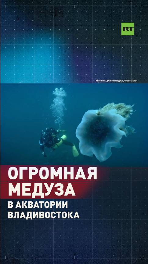 Львиная грива: медузу огромных размеров встретили в акватории Владивостока