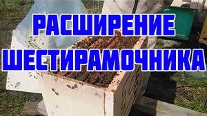 Осмотр состояния отводка зимовавшего в шестирамочнике. Подстановка суши для засева пчеломаткой.