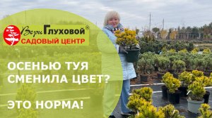 Как осенью хвойные меняют цвет