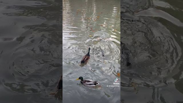 Прогулка по красивым местам! Животные