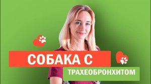 Собака с острым трахеобронхитом