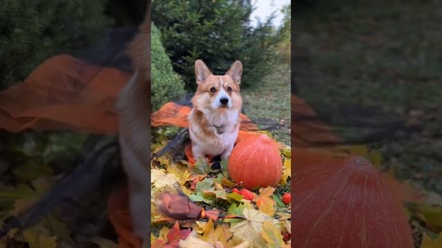 Как так могло получиться? #коржмарти #корги #юмор #собака #хеллоуин #corgi #halloween #funny #dog