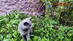 Отдам котят, СПб