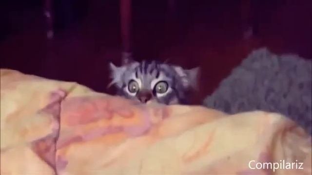 Смешные коты