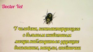 Хейлетиелла клещ (Cheyletiella)