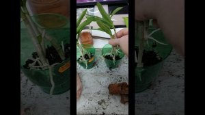 посадка деток дендробиума Канди
Череповец,  ГАЛИСАД