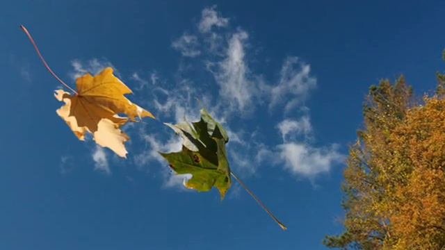 Осень Падает лист