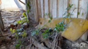 Заброшенный  дом  в джунглях, ищу монеты