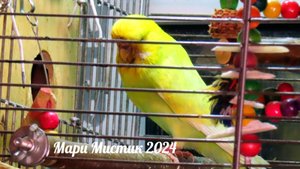 ОГРОМНЫЙ ПТЕНЕЦ попугая ПОСТОЯННО просит ЕСТЬ 31.10.24 #ВВП_ЧЕХИ_попугаи #волнистыйпопугай