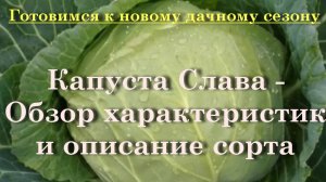 Капуста Слава - Обзор характеристик и описание сорта