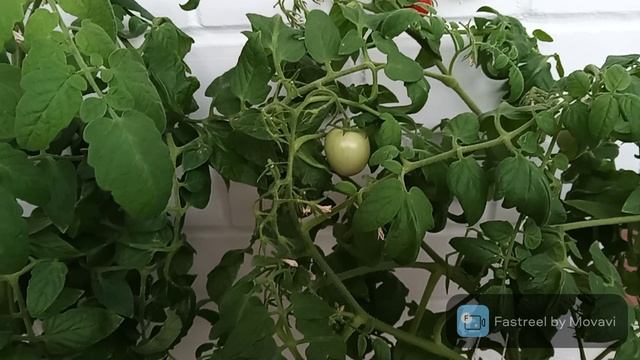 Вкусника
