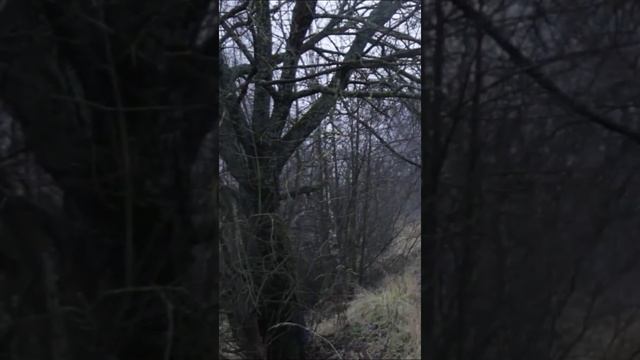 Сергиев Посад 6 11 2023