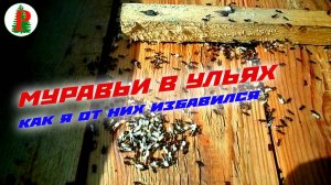 Как избавиться от муравьёв в улье