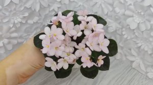 Фиалка Н-Дюймовочка