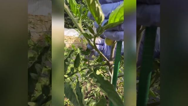 Что такое пасынки и как правильно их удалятьПасынкование томатов