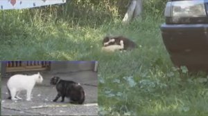 Кошачьи бои без правил!