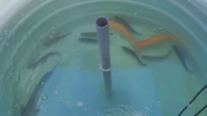 20241030 Форель 3 сезон