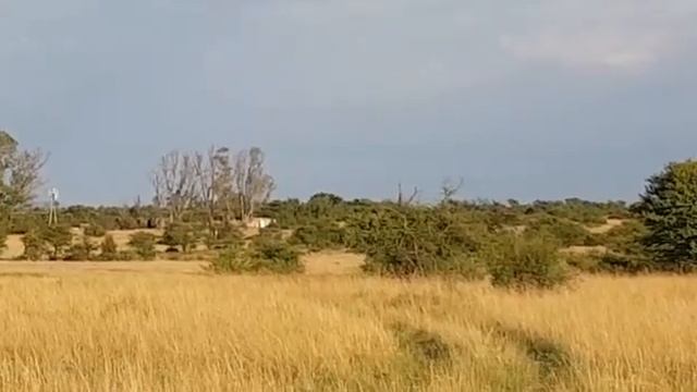 Howa 243win Vector Optics Taurus 5-30x56 FFP 87-VMAX 720M 788Yards 30cm steel gong смотреть онлайн